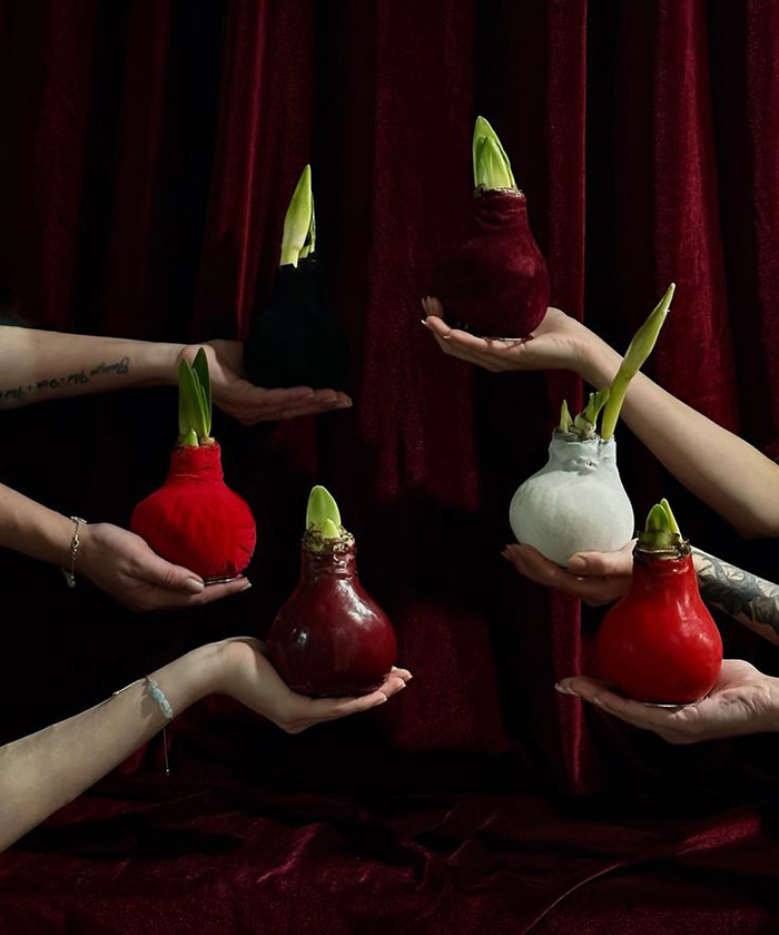 Амариллис (Гипеаструм) луковица в воске, 1шт.