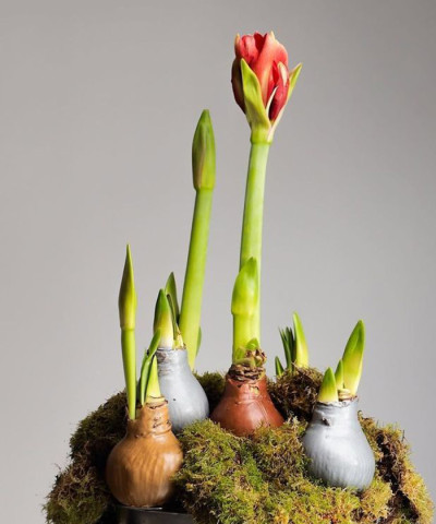 Амариллис (Гипеаструм) луковица в воске, 1шт.