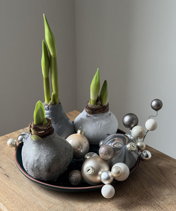 Амариллис (Гипеаструм) луковица в воске, 1шт.