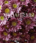 9 розово-сиреневых хризантем Серенити №3688