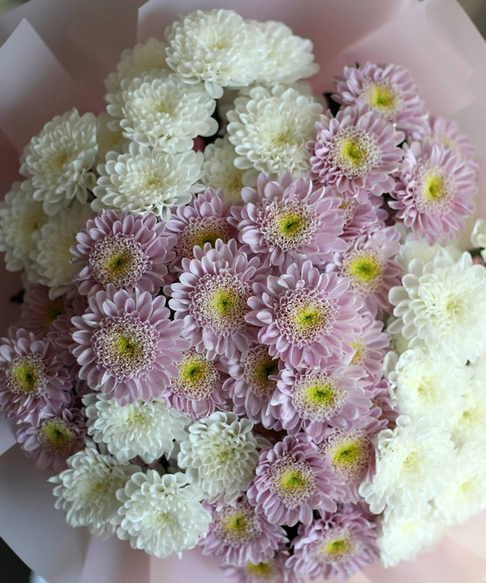 9 розовых кустовых хризантем Оптимист и белых Алтай №2208