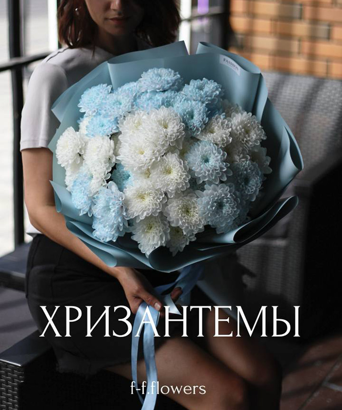 9 бело-голубых хризантем Алтай №4551