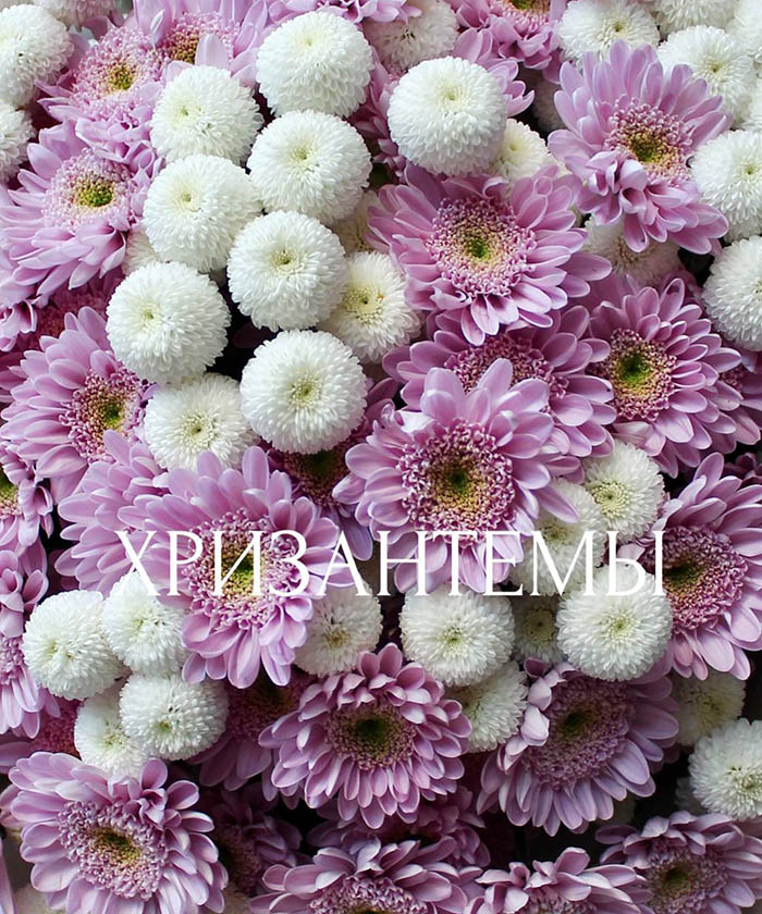 25 бело-розовых хризантем Ньютон и Оптимист №5667