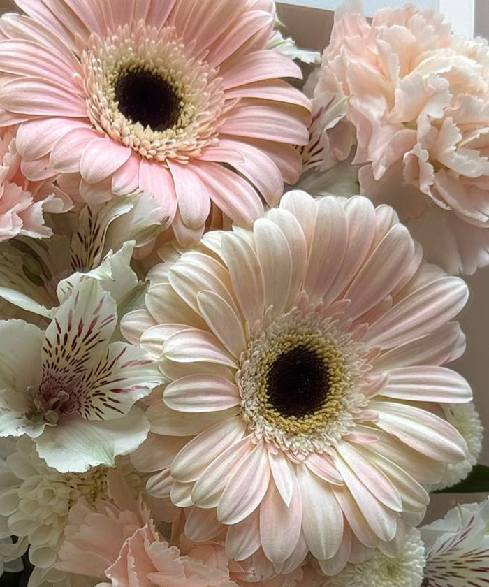 Гербера Дульче, поштучно