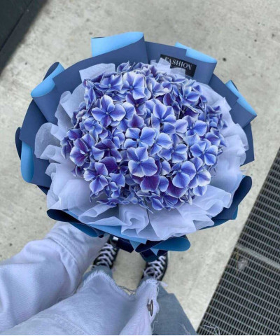 Гортензия бело-синяя Бьютенсия Дали №2445