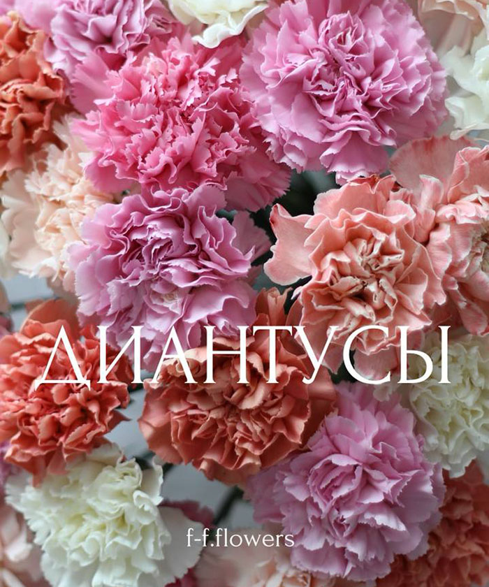 35 диантусов 