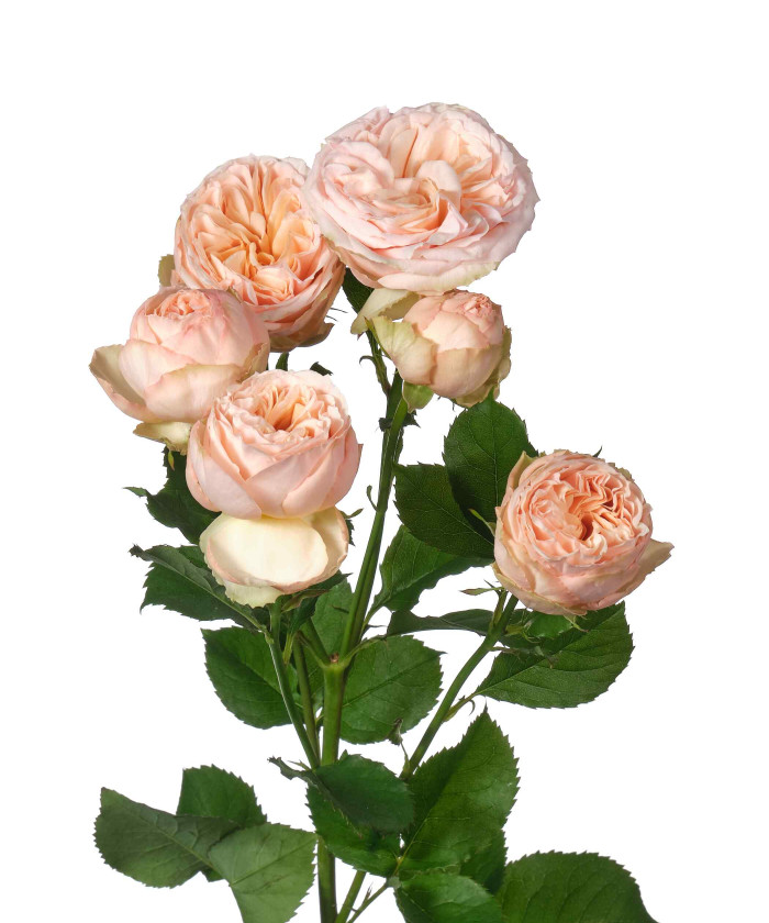 Джентл Трендсеттер кустовая персиковая роза, поштучно