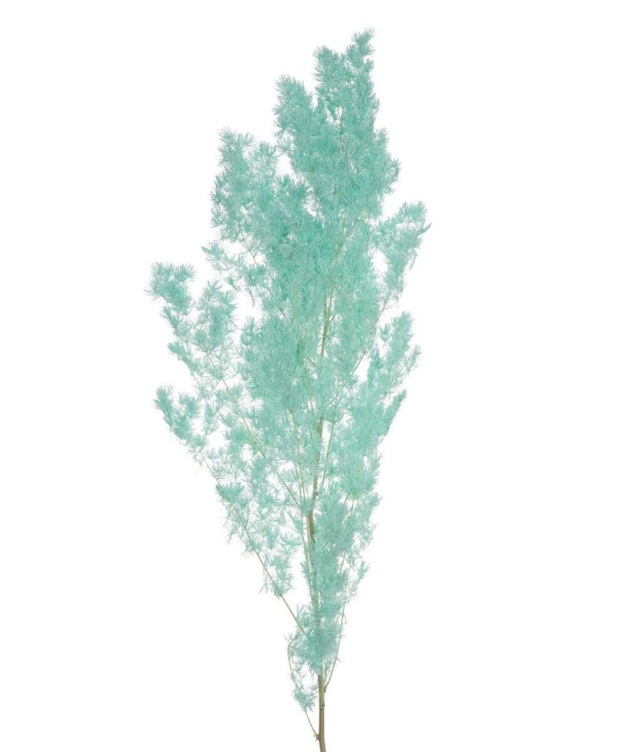 Аспарагус стабилизированный, в ассортименте, поштучно