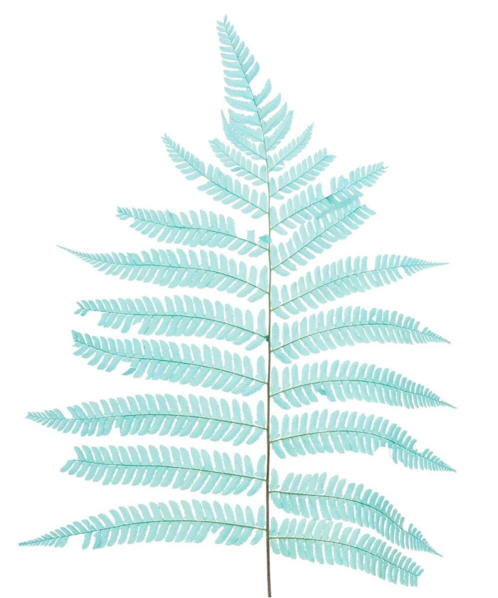 Листья Сноу ферн стабилизированные, в ассортименте, поштучно