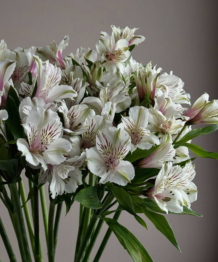 Альстромерия белая и кремовая, в ассортименте, поштучно