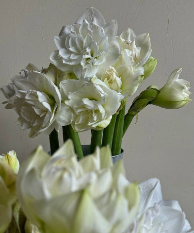 Амариллис белый Арктик Нимф, поштучно