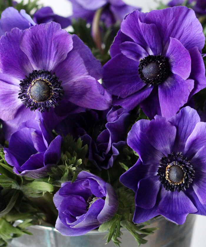 Анемон Мистраль плюс синий h35-40, поштучно