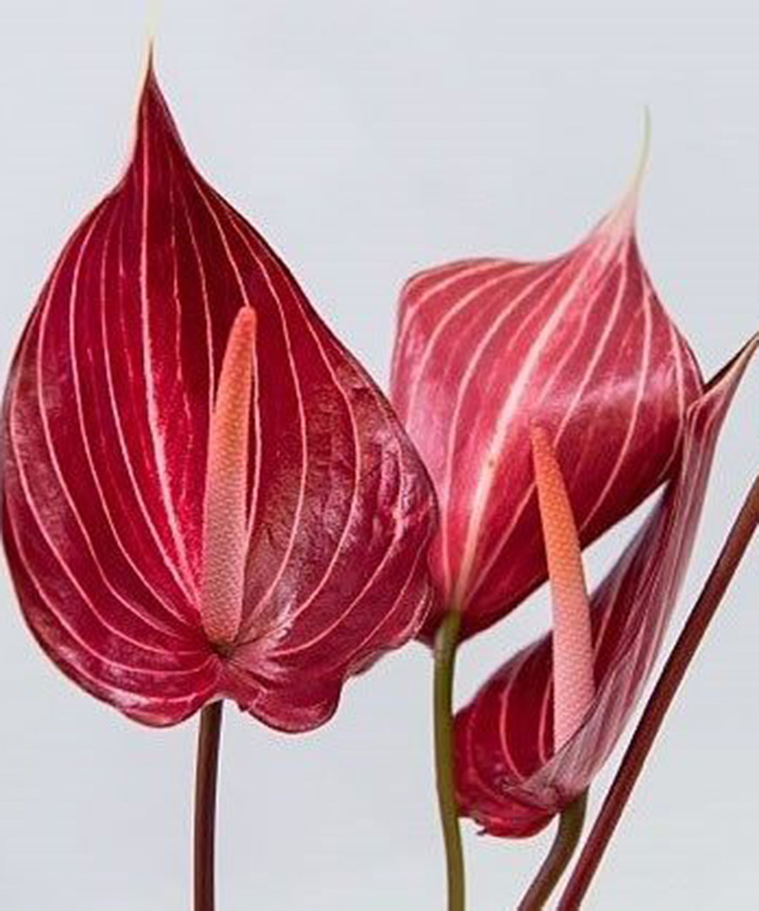 Антуриум Сафари, поштучно