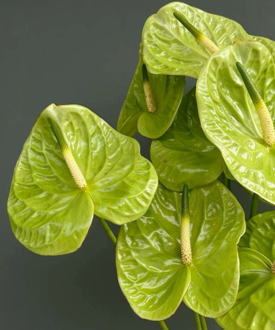 Антуриум зелёный Grand Slam, поштучно Антуриум зелёный Grand Slam, поштучно