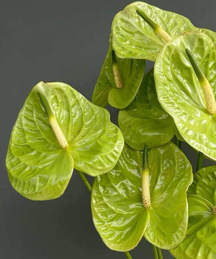 Антуриум зелёный Grand Slam, поштучно Антуриум зелёный Grand Slam, поштучно