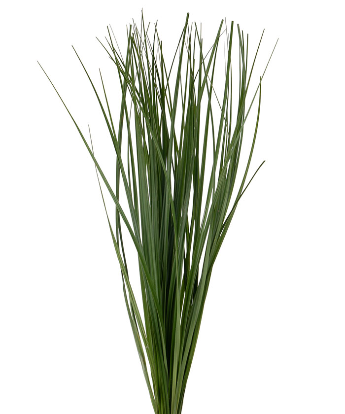 Берграсс, листья