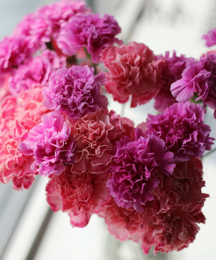 Диантусы холодные розовые, в ассортименте, поштучно