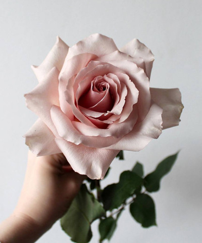 Французские кремовые розы, поштучно