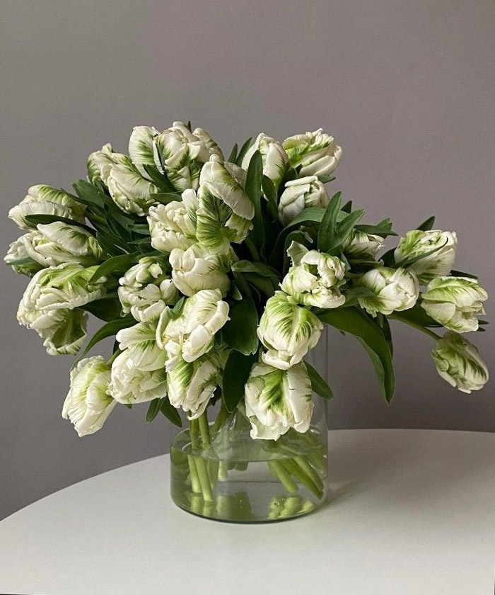 Французские тюльпаны супер Перрот бело-зелёные, поштучно