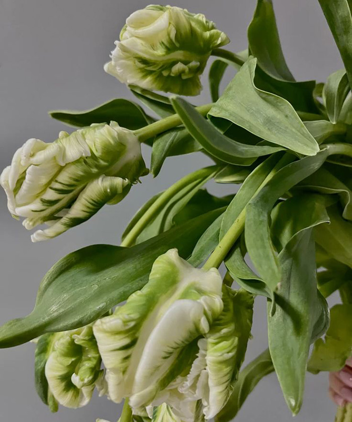 Французские тюльпаны супер Перрот бело-зелёные, поштучно