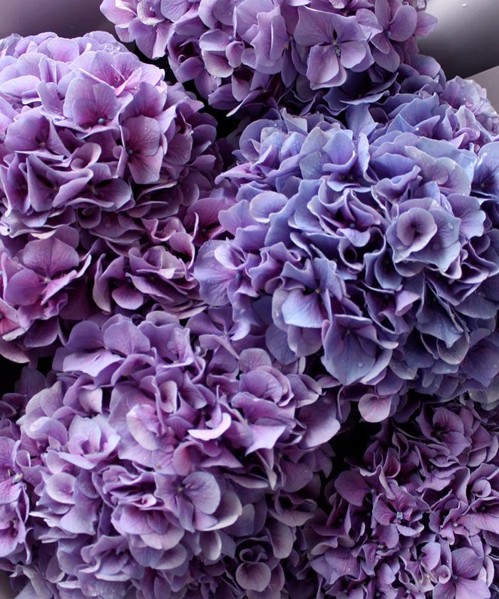 Гортензия Милка, поштучно