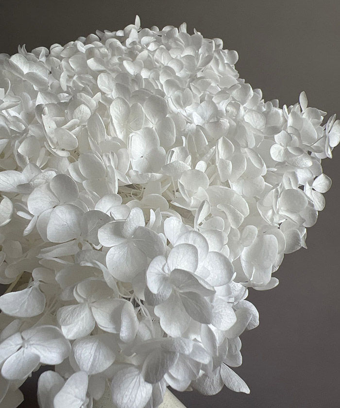 Гортензия стабилизированная белая, поштучно №2949