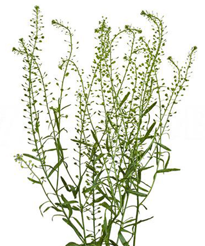 Гринбелл, поштучно