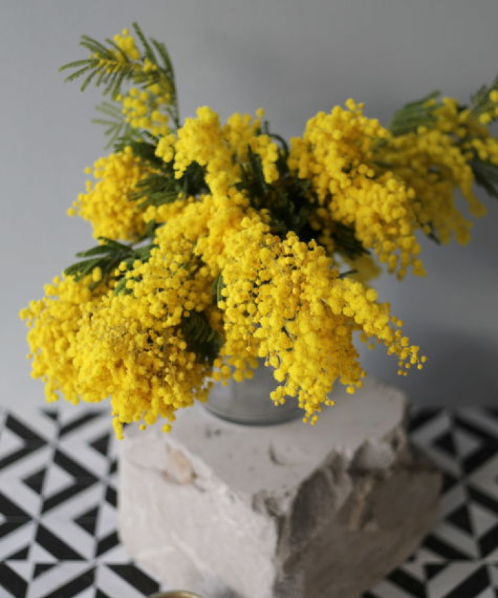 Мимоза, поштучно