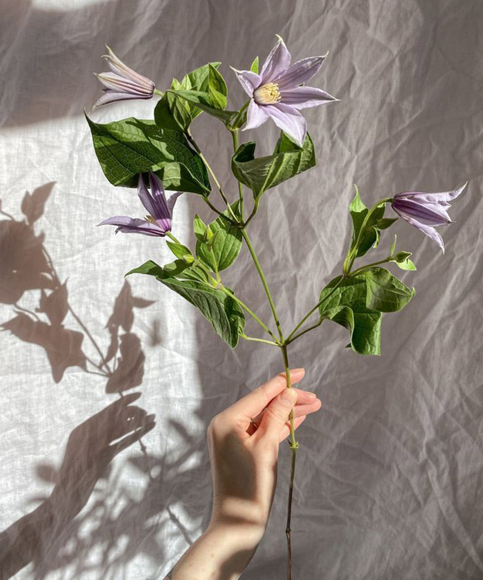 Клематис, в ассортименте, поштучно