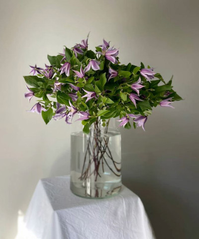 Клематис, в ассортименте, поштучно