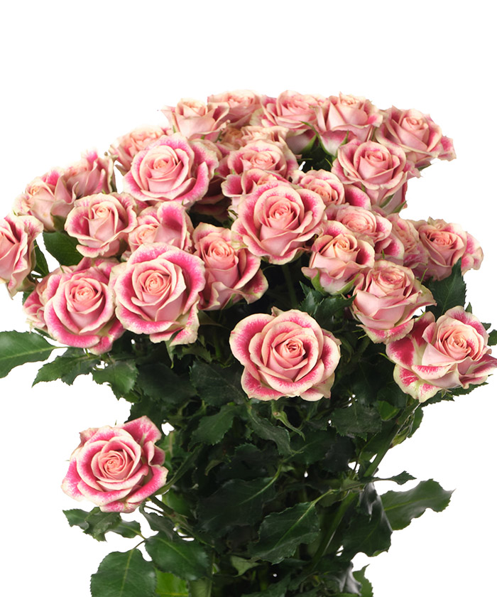 Кустовая роза розовая Флиндерс Лейн, поштучно