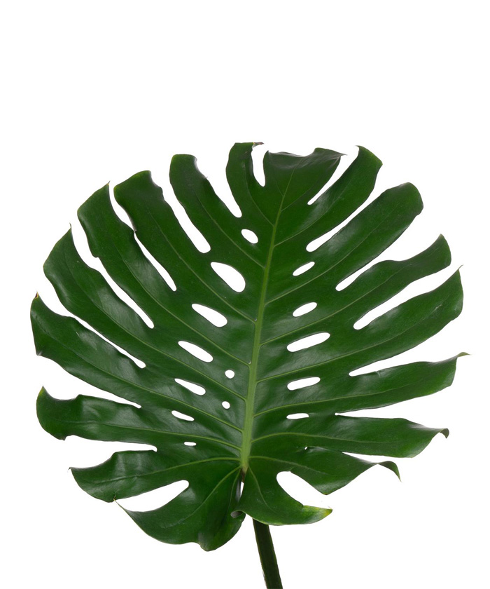 Лист монстеры