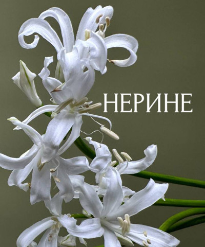 Нерине, поштучно