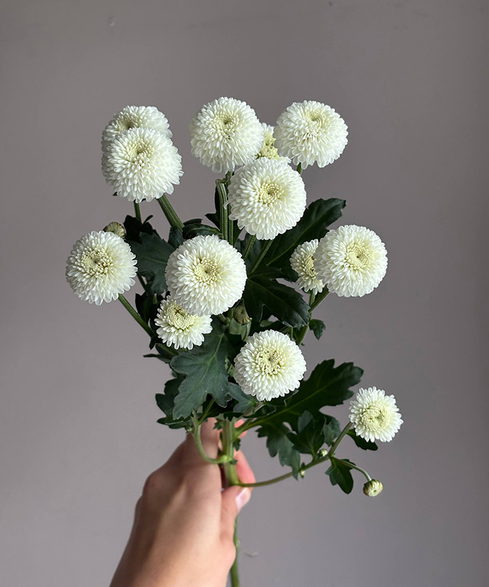 Ньютон (Коконат) кустовая хризантема, поштучно Ньютон (Коконат) кустовая хризантема, поштучно