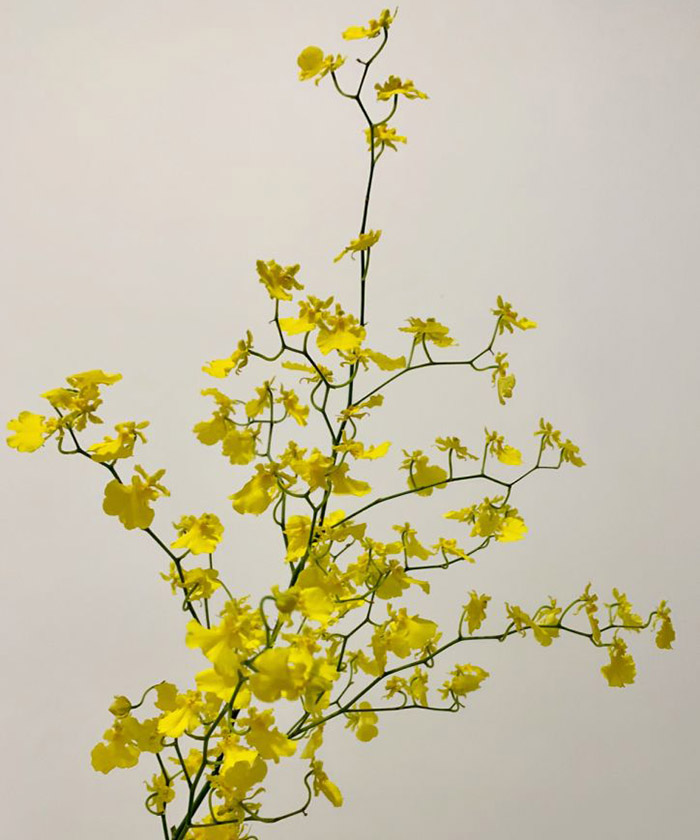 Онцидиум орхидея, поштучно