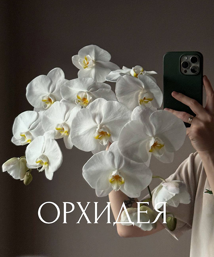 Орхидея фаленопсис, поштучно