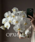 Орхидея фаленопсис, поштучно