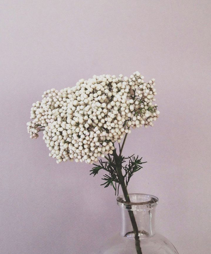 Озотамнус, поштучно