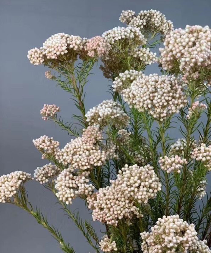 Озотамнус, поштучно