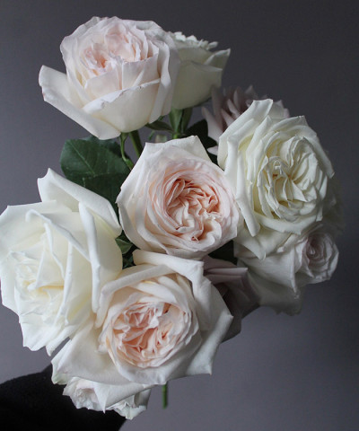 Роза Вайт Охара пионовидная, поштучно