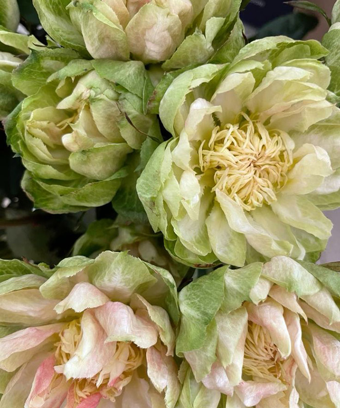 Роза Вегги, поштучно