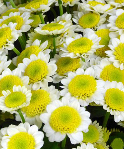 Сантини хризантема сан ап, поштучно