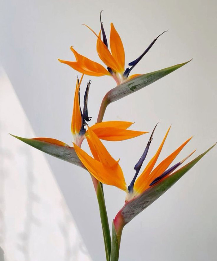 Стрелиция, поштучно