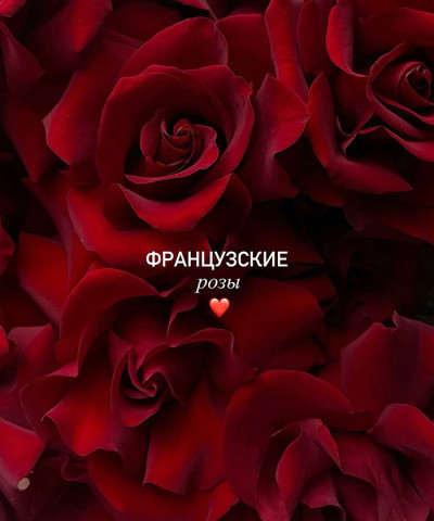 Французские красные розы