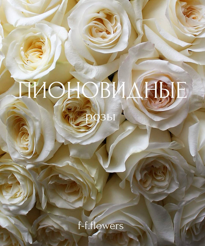 51 пионовидная кремовая роза Кенделайт №9856