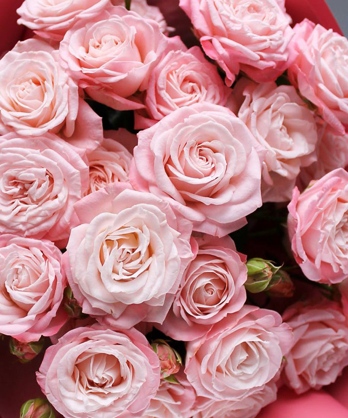 5 розовых кустовых роз Мадам Бомбастик №6528