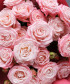 5 розовых кустовых роз Мадам Бомбастик №6528