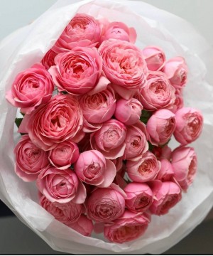 Пионовидные розы Silva pink, 9шт. №6877 фото 1  от интернет-магазина FASHION FLOWERS