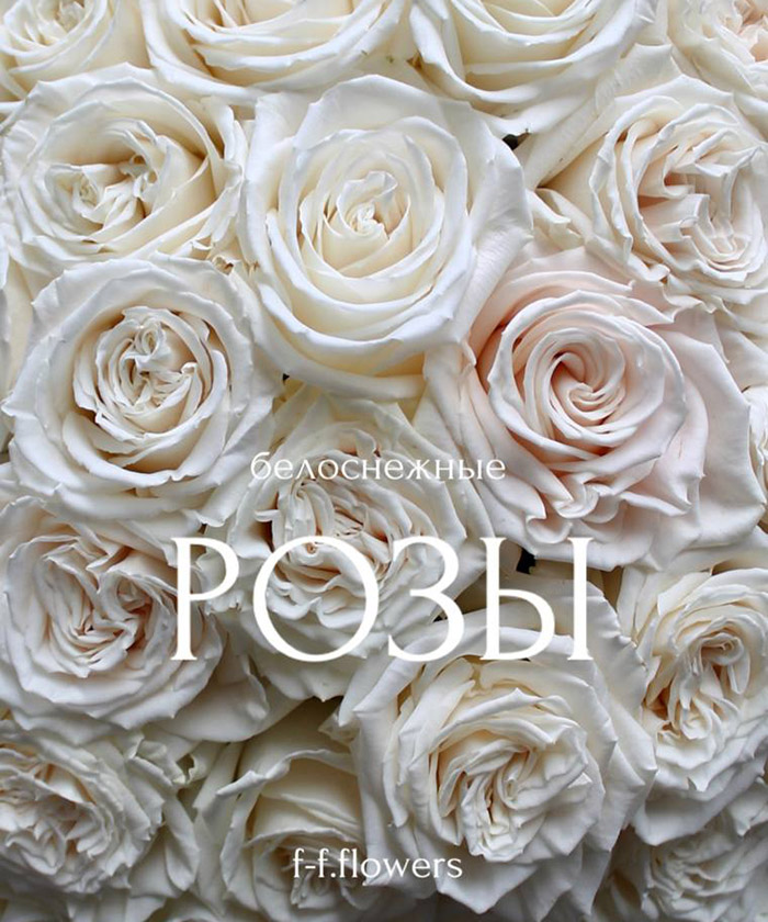 55 белых пионовидных роз Плая Бланка №6625