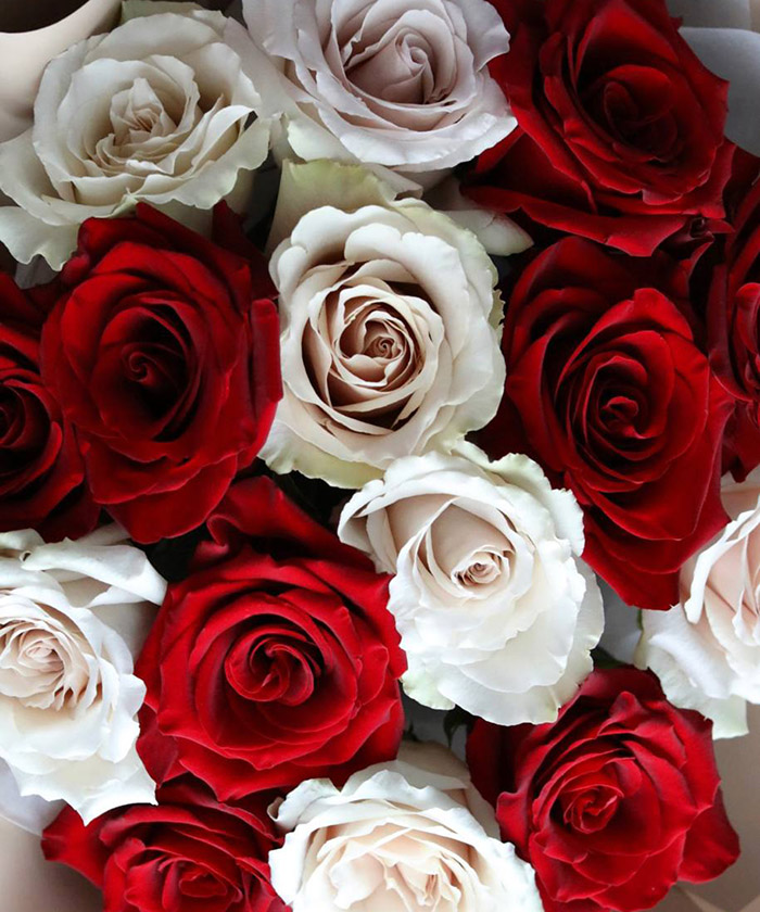 15 красно-кремовых роз Квиксенд и Эксплорер №8467